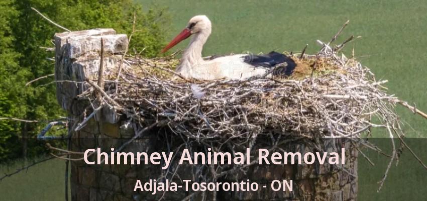 Chimney Animal Removal Adjala-Tosorontio - ON Chimney Animal Removal Adjala-Tosorontio - ON