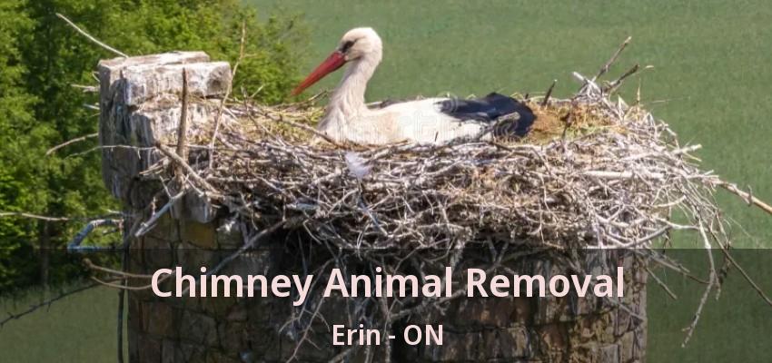 Chimney Animal Removal Erin - ON
