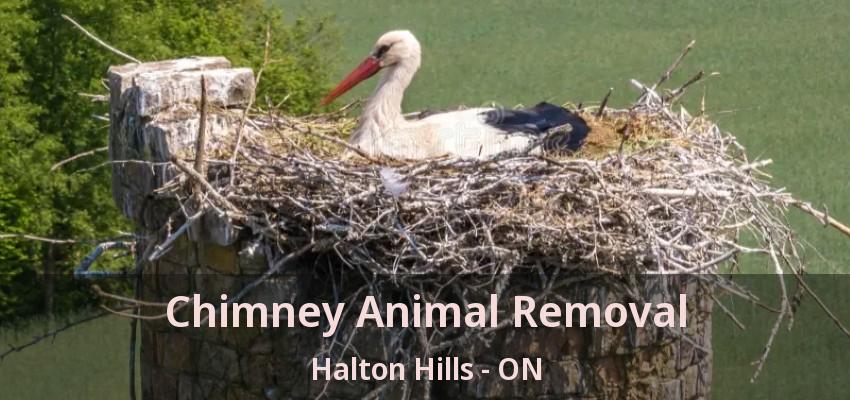 Chimney Animal Removal Halton Hills - ON Chimney Animal Removal Halton Hills - ON