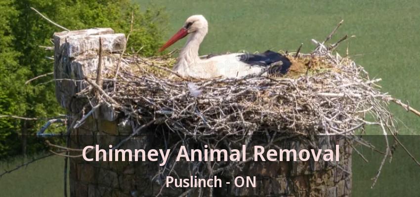 Chimney Animal Removal Puslinch - ON