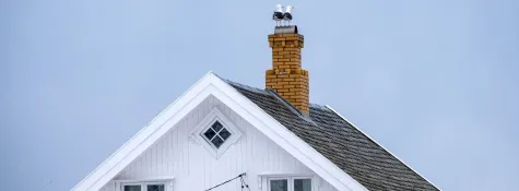 Book for Chimney Nest Removal
